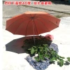 Fluorescent green UV-resistant silver gel folding umbrella, three-fold 10-bone windproof and sunshade, emerald green sun umbrella Application Scenario